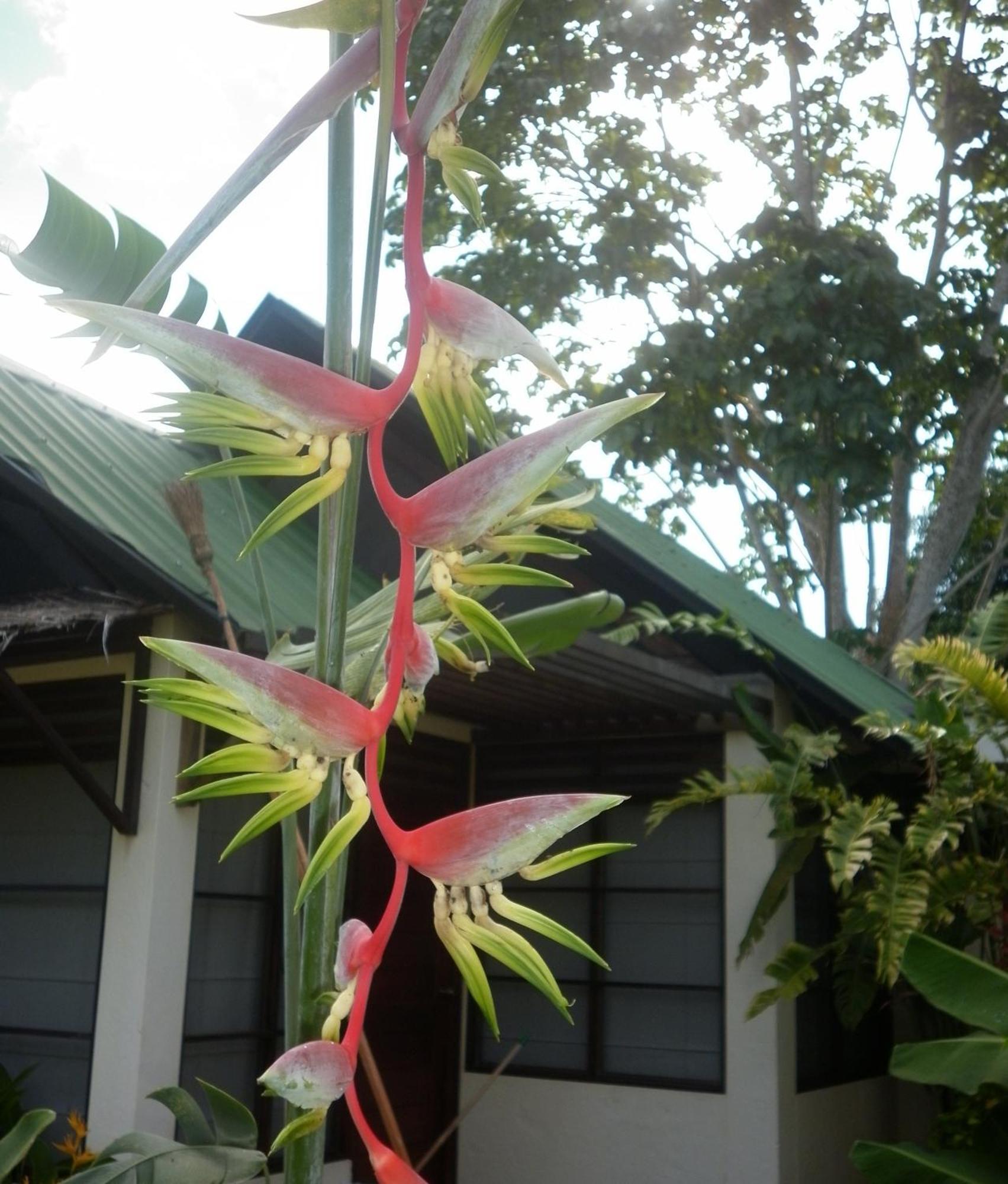 Hotel Amazon Bed And Breakfast Leticia Bagian luar foto